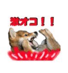 豆柴 信玄くん（個別スタンプ：14）