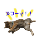 豆柴 信玄くん（個別スタンプ：15）