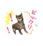 豆柴 信玄くん（個別スタンプ：16）
