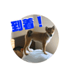 豆柴 信玄くん（個別スタンプ：18）