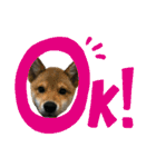 豆柴 信玄くん（個別スタンプ：19）