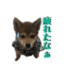 豆柴 信玄くん（個別スタンプ：24）