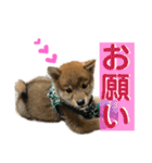 豆柴 信玄くん（個別スタンプ：27）