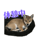 豆柴 信玄くん（個別スタンプ：29）