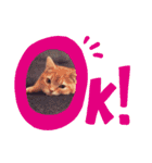 ゴロすけスタンプ（個別スタンプ：31）