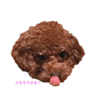 プチ犬たちのスタンプ（個別スタンプ：1）