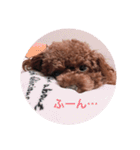 プチ犬たちのスタンプ（個別スタンプ：2）
