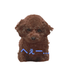 プチ犬たちのスタンプ（個別スタンプ：3）