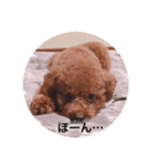 プチ犬たちのスタンプ（個別スタンプ：4）