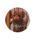 プチ犬たちのスタンプ（個別スタンプ：5）