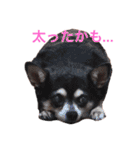 プチ犬たちのスタンプ（個別スタンプ：7）
