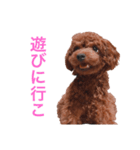 プチ犬たちのスタンプ（個別スタンプ：8）