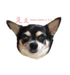 プチ犬たちのスタンプ（個別スタンプ：9）