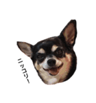 プチ犬たちのスタンプ（個別スタンプ：13）