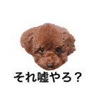 プチ犬たちのスタンプ（個別スタンプ：16）