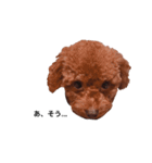 プチ犬たちのスタンプ（個別スタンプ：17）