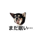 プチ犬たちのスタンプ（個別スタンプ：22）