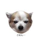プチ犬たちのスタンプ（個別スタンプ：23）