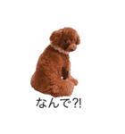 プチ犬たちのスタンプ（個別スタンプ：24）