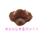 プチ犬たちのスタンプ（個別スタンプ：29）