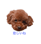 プチ犬たちのスタンプ（個別スタンプ：31）