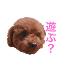 プチ犬たちのスタンプ（個別スタンプ：33）