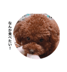 プチ犬たちのスタンプ（個別スタンプ：34）