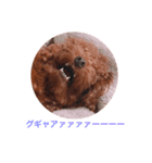 プチ犬たちのスタンプ（個別スタンプ：35）