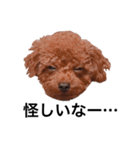 プチ犬たちのスタンプ（個別スタンプ：36）