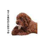 プチ犬たちのスタンプ（個別スタンプ：38）