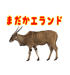 動物のダジャレスティッカー（個別スタンプ：3）