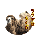 動物のダジャレスティッカー（個別スタンプ：9）