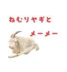 動物のダジャレスティッカー（個別スタンプ：14）
