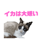 ちからっちょスタンプ（個別スタンプ：5）