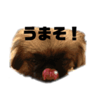 うちのマル2（個別スタンプ：2）