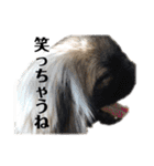 うちのマル2（個別スタンプ：20）