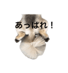 うちのマル2（個別スタンプ：36）