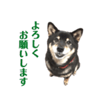 黒柴らんちゃんとお友達スタンプ（個別スタンプ：5）