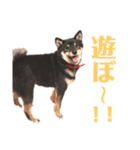 黒柴らんちゃんとお友達スタンプ（個別スタンプ：8）