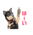黒柴らんちゃんとお友達スタンプ（個別スタンプ：10）