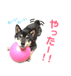 黒柴らんちゃんとお友達スタンプ（個別スタンプ：11）