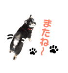 黒柴らんちゃんとお友達スタンプ（個別スタンプ：12）