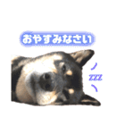 黒柴らんちゃんとお友達スタンプ（個別スタンプ：18）