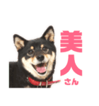 黒柴らんちゃんとお友達スタンプ（個別スタンプ：19）