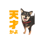 黒柴らんちゃんとお友達スタンプ（個別スタンプ：20）