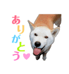 黒柴らんちゃんとお友達スタンプ（個別スタンプ：30）