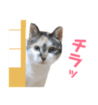 黒柴らんちゃんとお友達スタンプ（個別スタンプ：33）