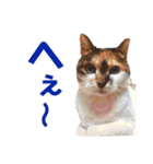 黒柴らんちゃんとお友達スタンプ（個別スタンプ：34）