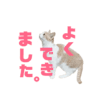 ひこ＆くにゃ 11（個別スタンプ：6）
