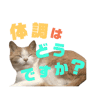 ひこ＆くにゃ 11（個別スタンプ：13）